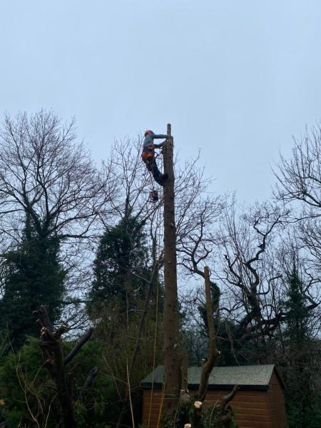 Halls Tree Services