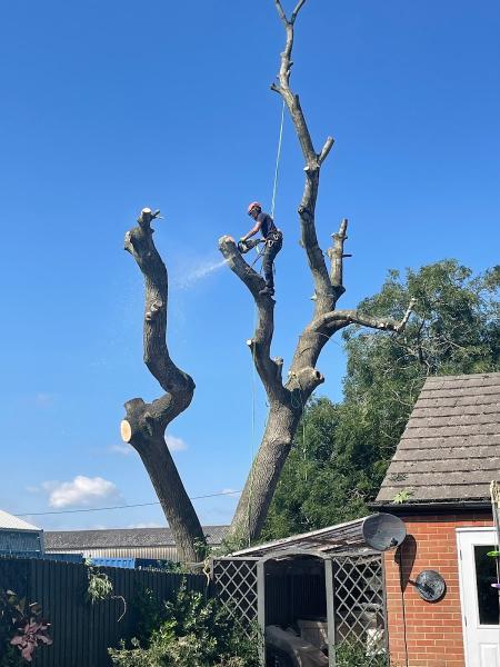 Lockett Tree Surgery