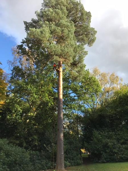 ARB UK Tree Surgeon Oxford