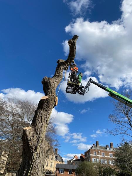 ARB UK Tree Surgeon Oxford