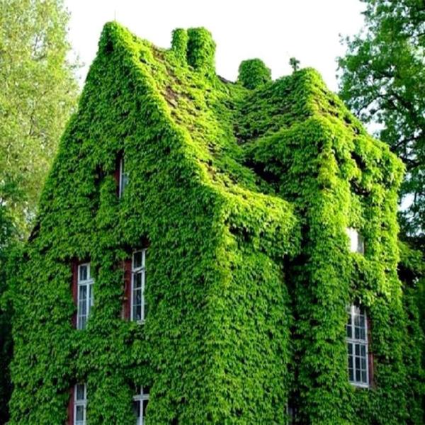 Crown Property Management