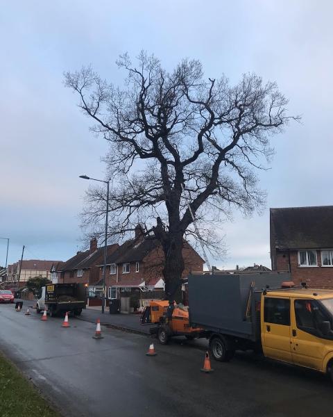 Logging Out Tree Services