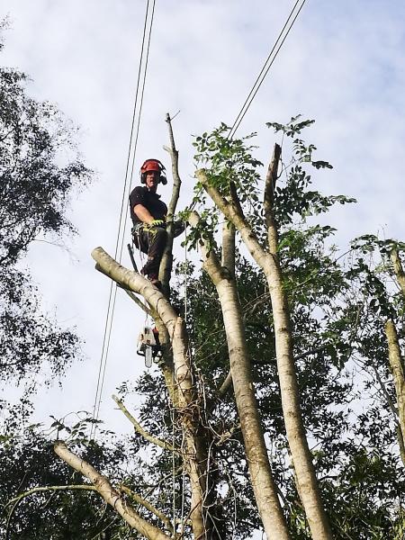 South Down Treecare