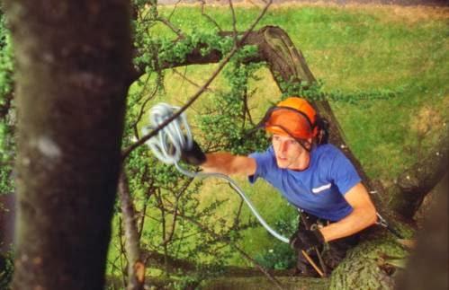 Treefellas Arboriculture Limited