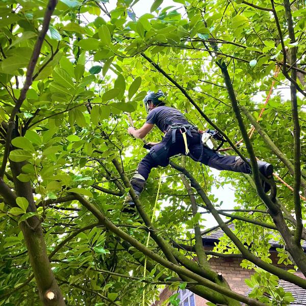 Root & Branch Tree Services