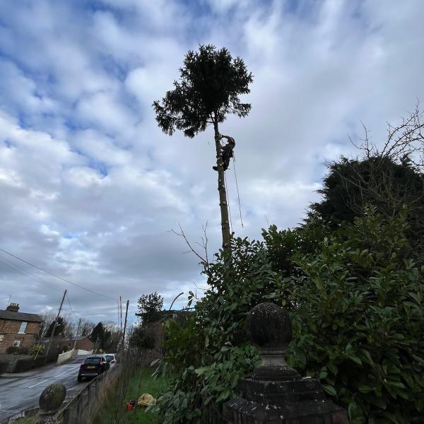Root & Branch Tree Services