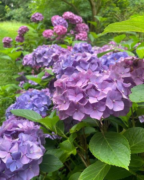 All Seasons Garden Maintenance