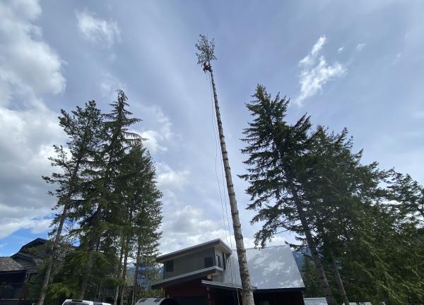 D.j.p. Tree Services