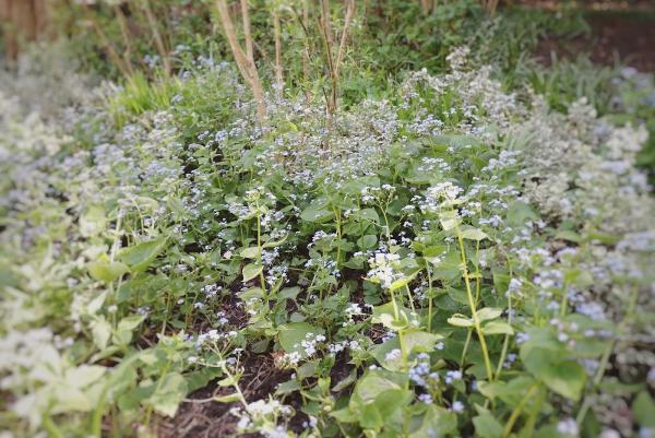 Mud Gardening