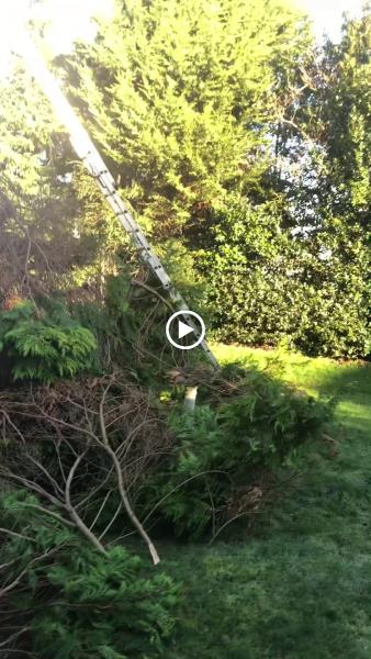 Shropshire Tree Surgery Limited