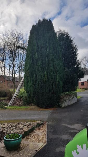 Shropshire Tree Surgery Limited