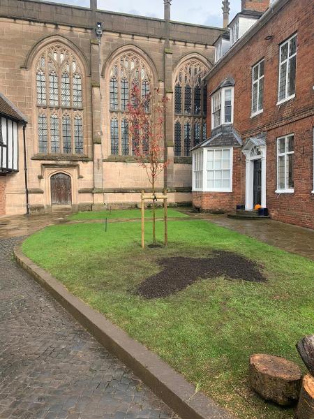 ACW Trees