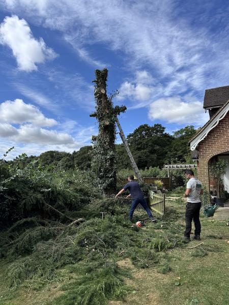 Essex & Suffolk- Tree and Landscape Specialists
