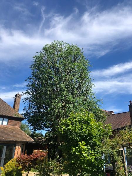 G N Tree Surgery Specialists