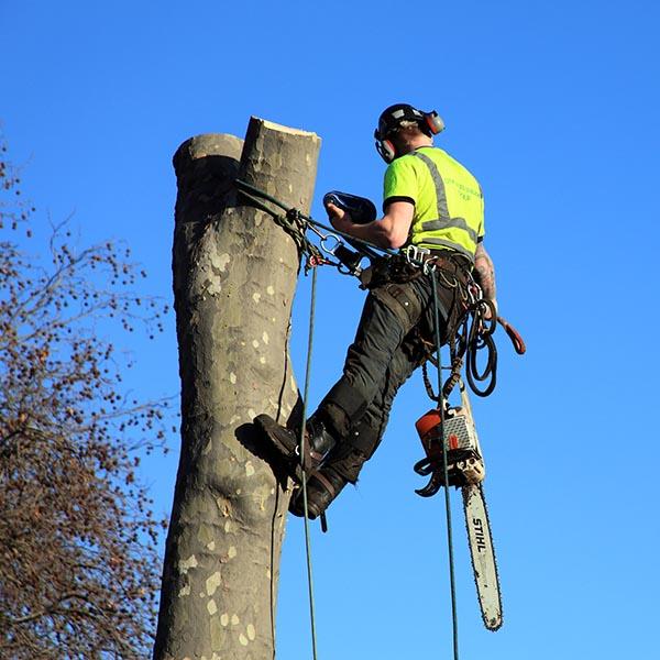 Cardiff Tree Services