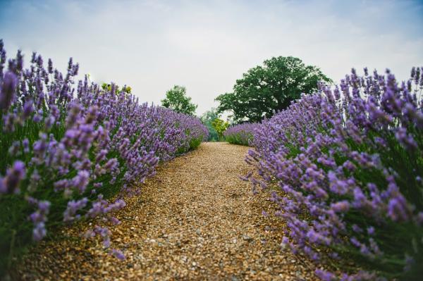 Simon Scott Landscaping Ltd