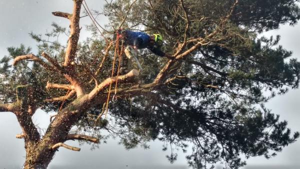 Woodpecker Tree Surgeons