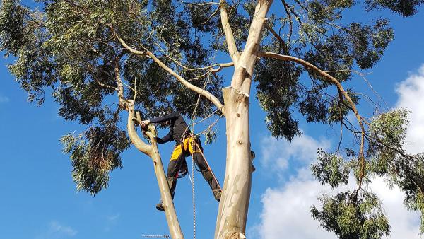 Arborcare Tree Surgery