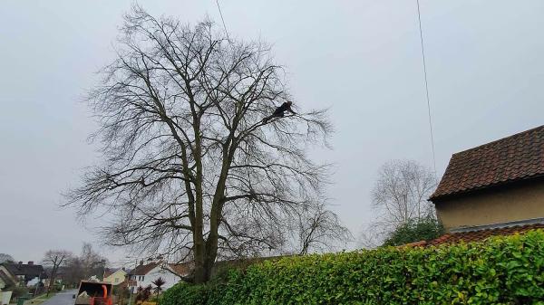 Arborcare Tree Surgery