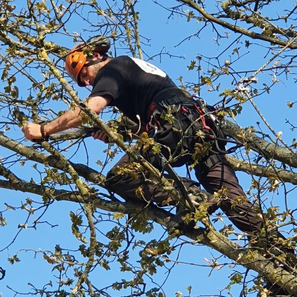 Arborcare Tree Surgery