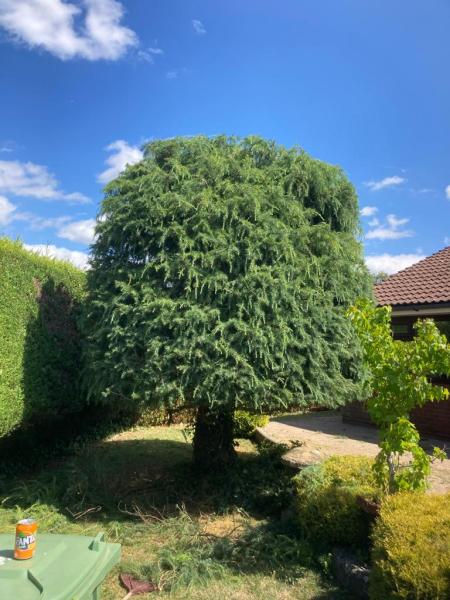 Burchdale Tree and Garden Services