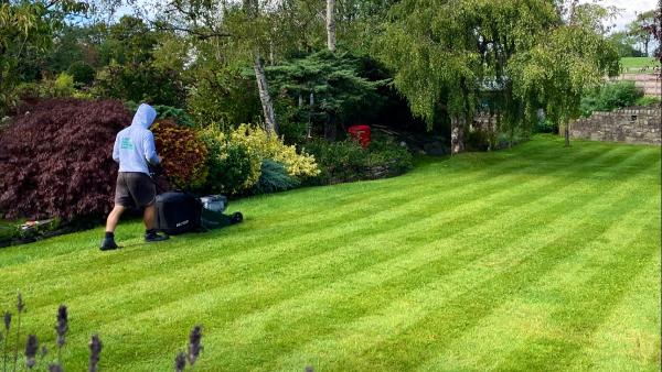 Lawn Stripes & Hedges