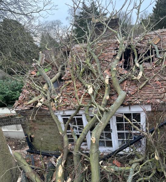 Jensen Tree Services Ltd