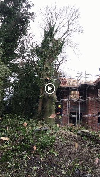 Green Co Professional Tree Surgeons & Arboricultural Consultants