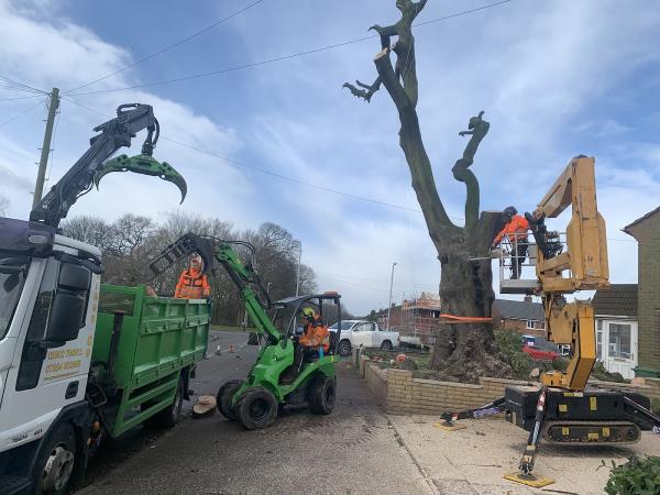 Green Co Professional Tree Surgeons & Arboricultural Consultants