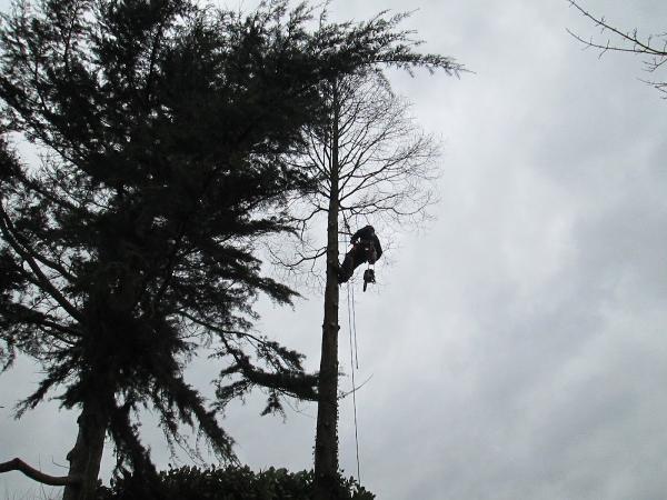 A P Bell Tree Services