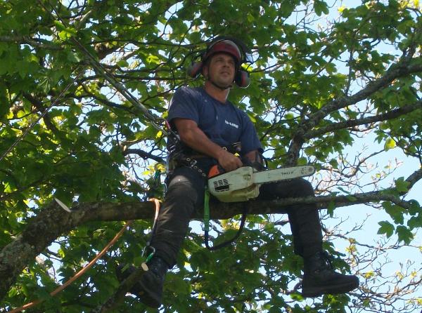 Bees Trees ( Tree Surgeon )