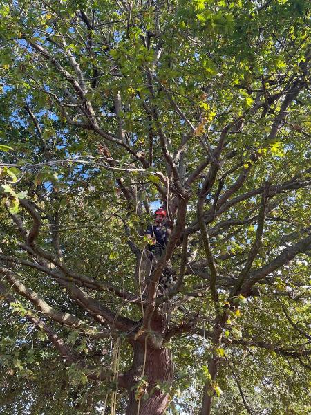 Arborista Tree Services