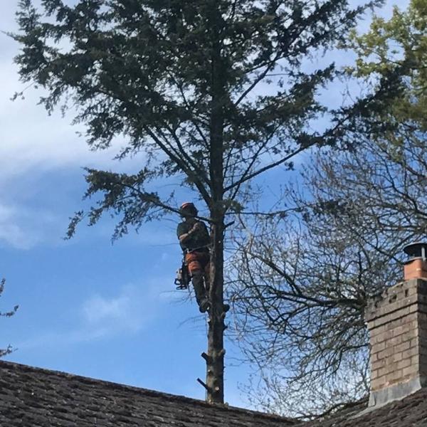 Chapel Tree Services