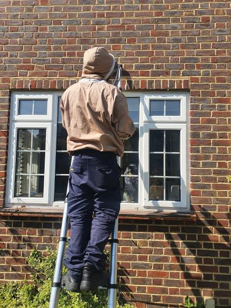 Wasps Removal (Wasp Nest Removal)