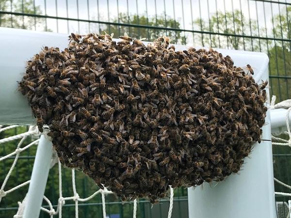 Wasps Removal (Wasp Nest Removal)