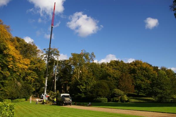 Acorn Tree Work