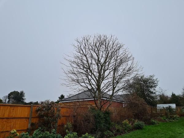 Tree Surgeon