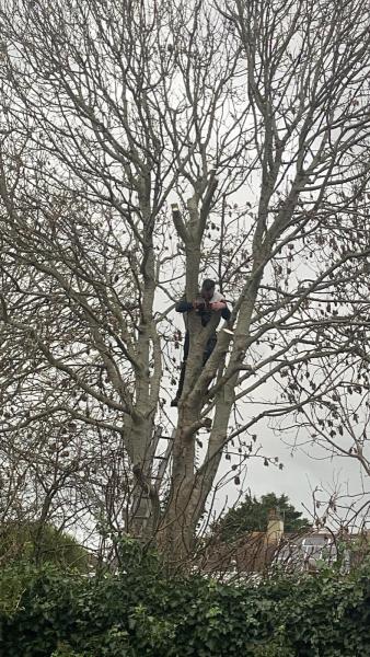 Gosport Tree Surgeons