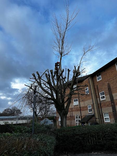 Matt Sellars Tree Surgeon