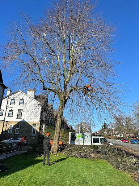 Matt Sellars Tree Surgeon