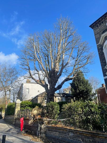 London Tree Surgeon