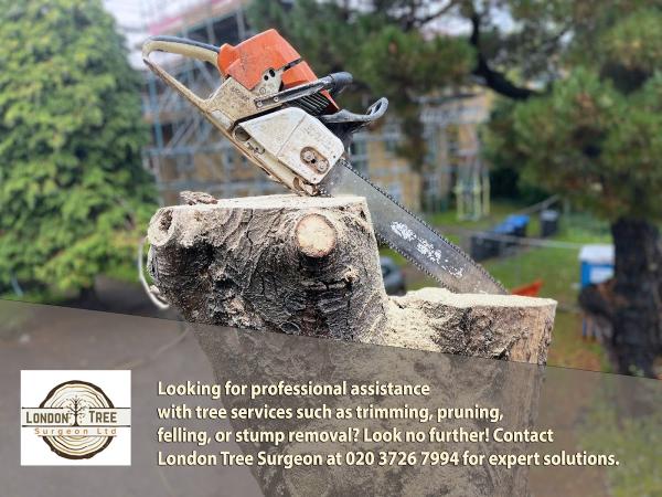 London Tree Surgeon