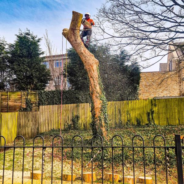 Hartford Tree Care