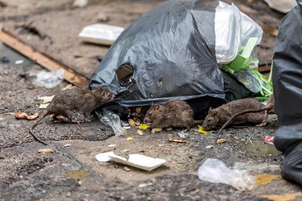Briarquest Pest Control Scunthorpe