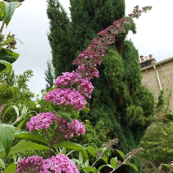 Stanegate Garden Services