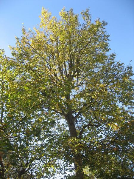 Arborist Tree Care Ltd