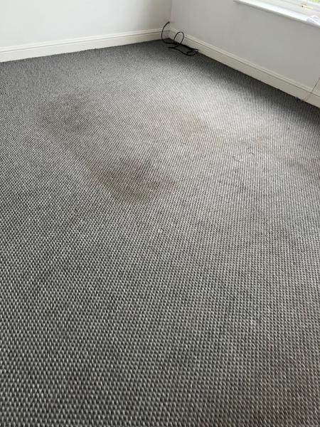 Dirtfree Carpet Cleaning