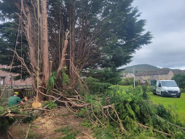 Edinburgh Tree Surgeons