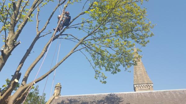 Edinburgh Tree Surgeons