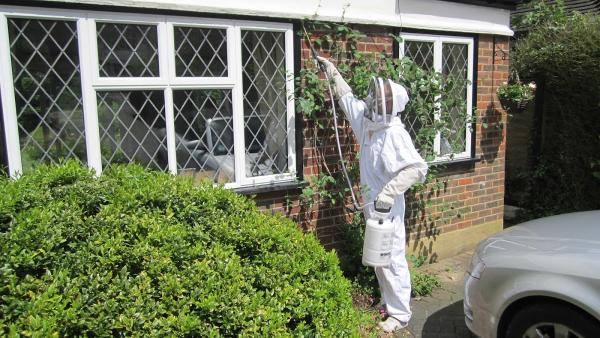 Wasp Nest Removal Ashford